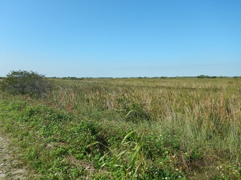 Everglades, Southern Glades Trail
