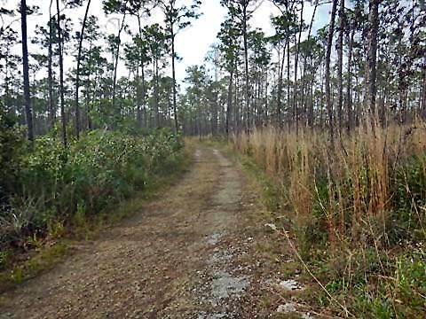 Everglades, Long Pine Key Nature Trail