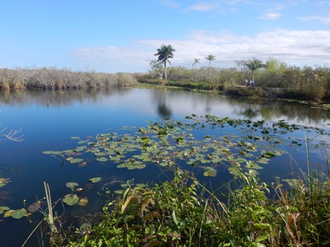 Everglades, Long Pine Key Nature Trail