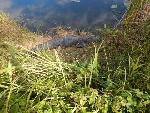 Everglades, Long Pine Key Nature Trail