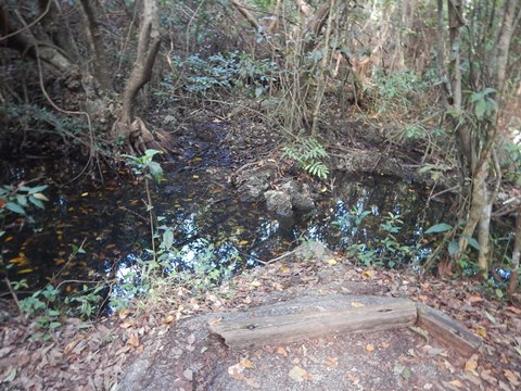 Everglades, Long Pine Key Nature Trail