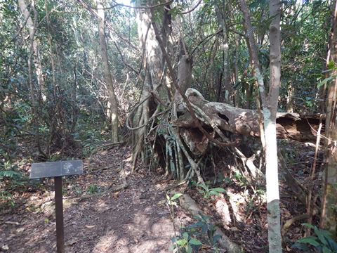 Everglades, Long Pine Key Nature Trail