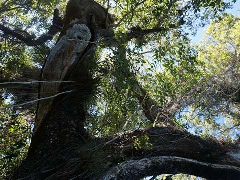 Everglades, Long Pine Key Nature Trail