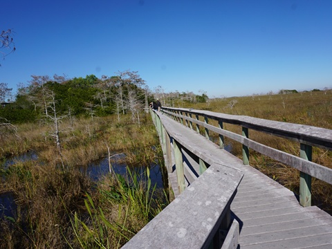 Everglades, Long Pine Key Nature Trail