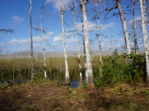 Everglades, Loop Road