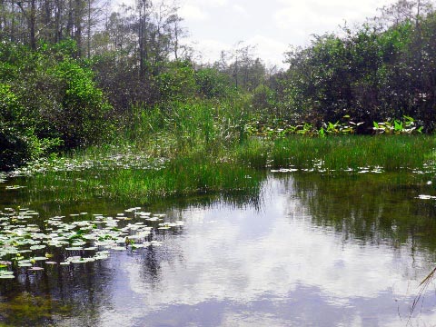 Everglades, Loop Road