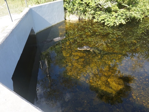 Everglades, Loop Road