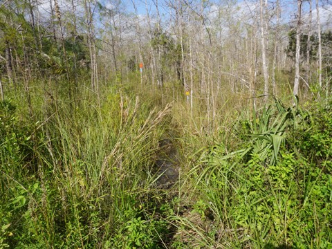 Everglades, Loop Road