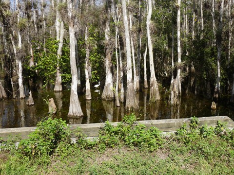 Everglades, Loop Road