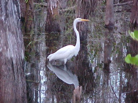 Everglades, Loop Road