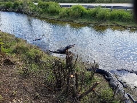 Everglades, Tamiami Trail