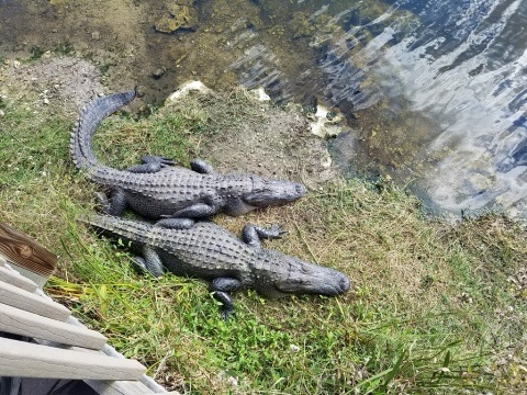 Everglades, Tamiami Trail