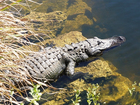 Everglades, Tamiami Trail