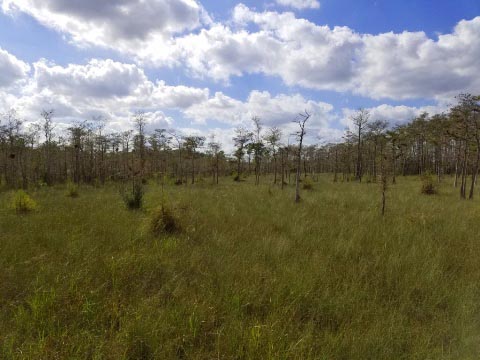 Everglades, Tamiami Trail