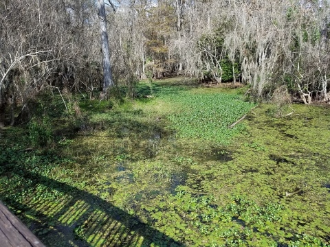 Everglades, Tamiami Trail