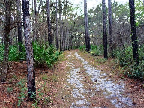 Goethe State Forest, Florida eco-biking and hiking