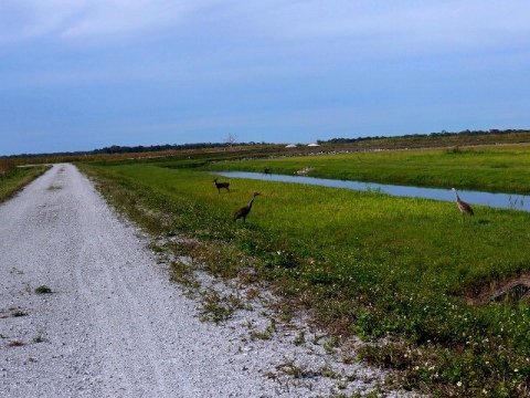 Lakeside Ranch Stormwater Treatment Area, Florida eco-biking, Lake Okeechobee