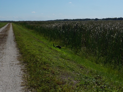 Lakeside Ranch Stormwater Treatment Area, Florida eco-biking, Lake Okeechobee