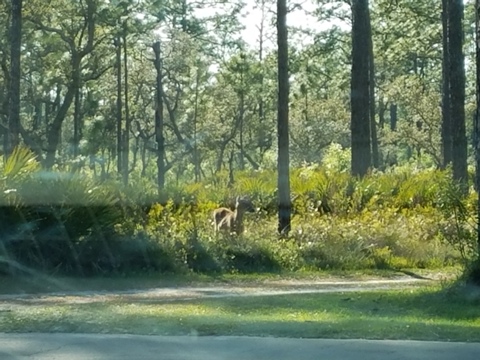 Ochlockonee River State Park, FL Panhandle