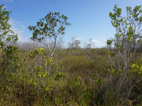 Everglades, Old Ingraham Highway