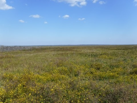 Payne's Prairie, Bolen Bluff