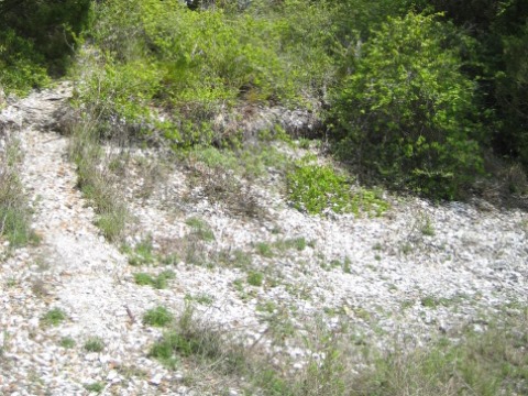 Florida Eco-biking/hiking, Shell Mound