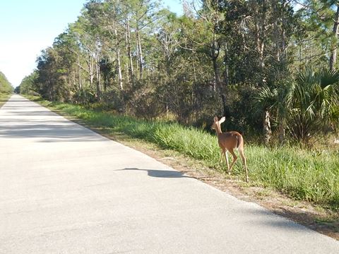 Trans-Florida Central Railroad Trail